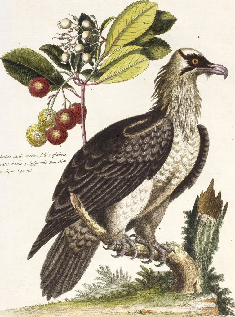An illustration from (Band 5), 1759, leaf 5