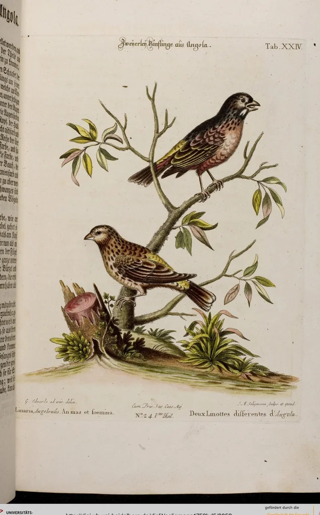 An illustration from (Band 5), 1759, leaf 52
