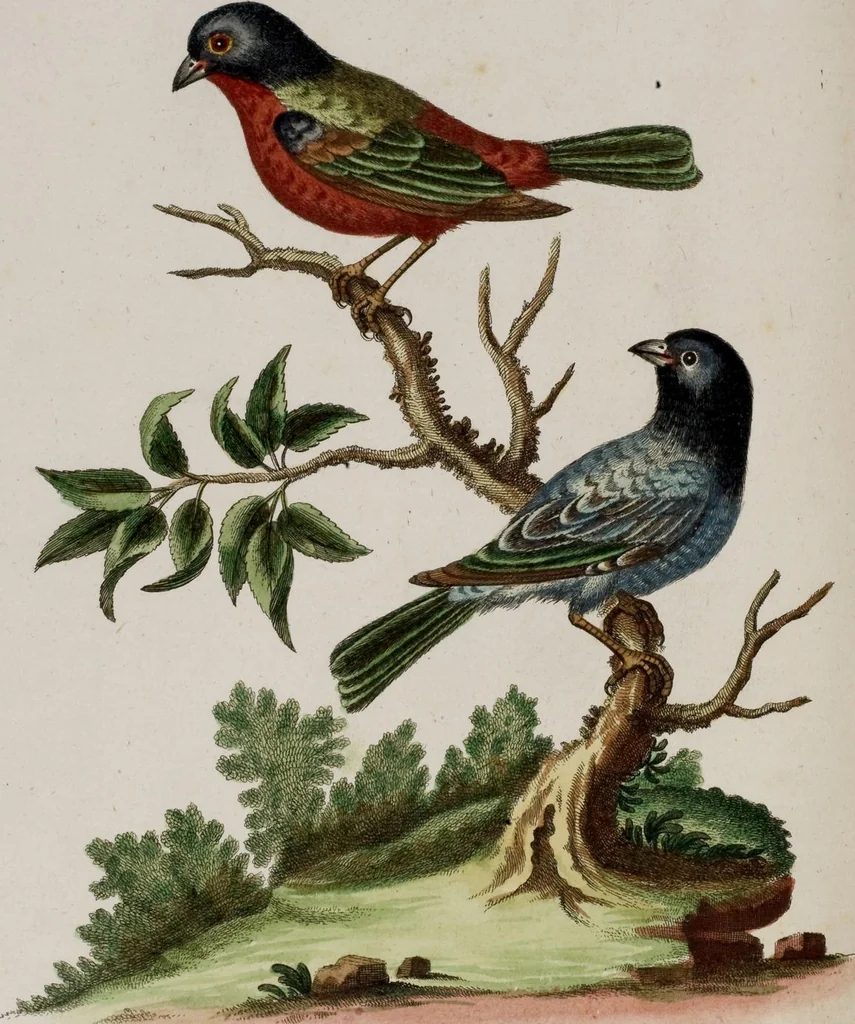 An illustration from (Band 5), 1759, leaf 53