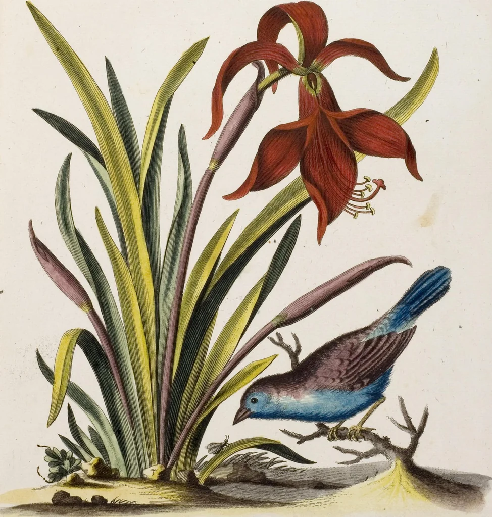 An illustration from (Band 5), 1759, leaf 56