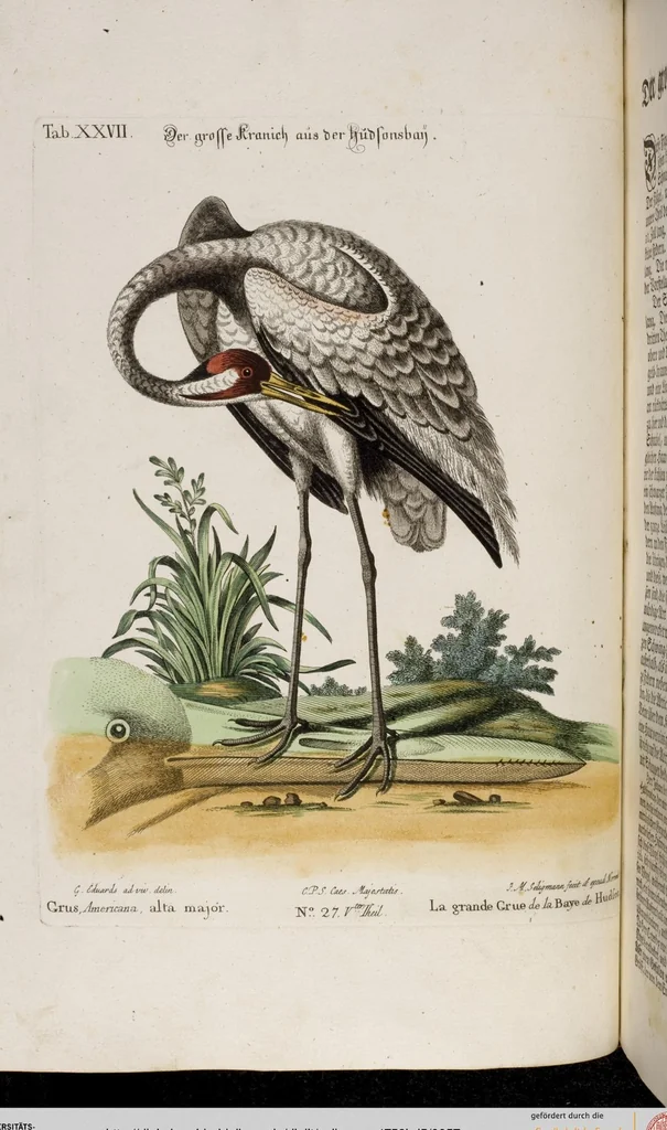 An illustration from (Band 5), 1759, leaf 57
