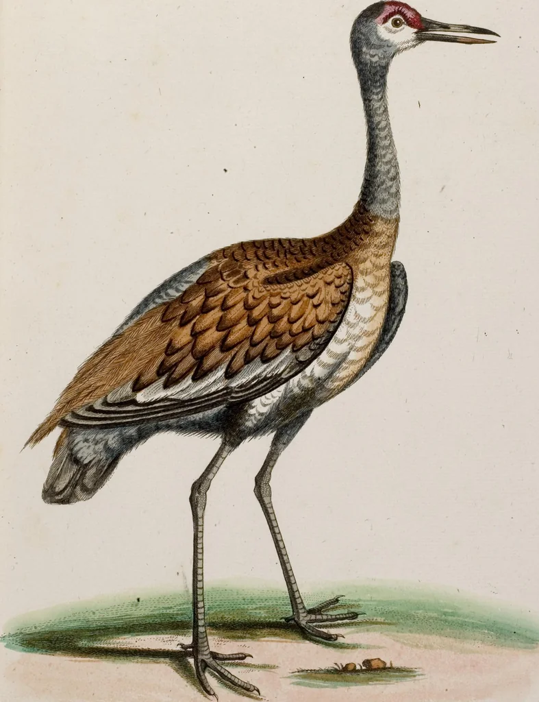 An illustration from (Band 5), 1759, leaf 60