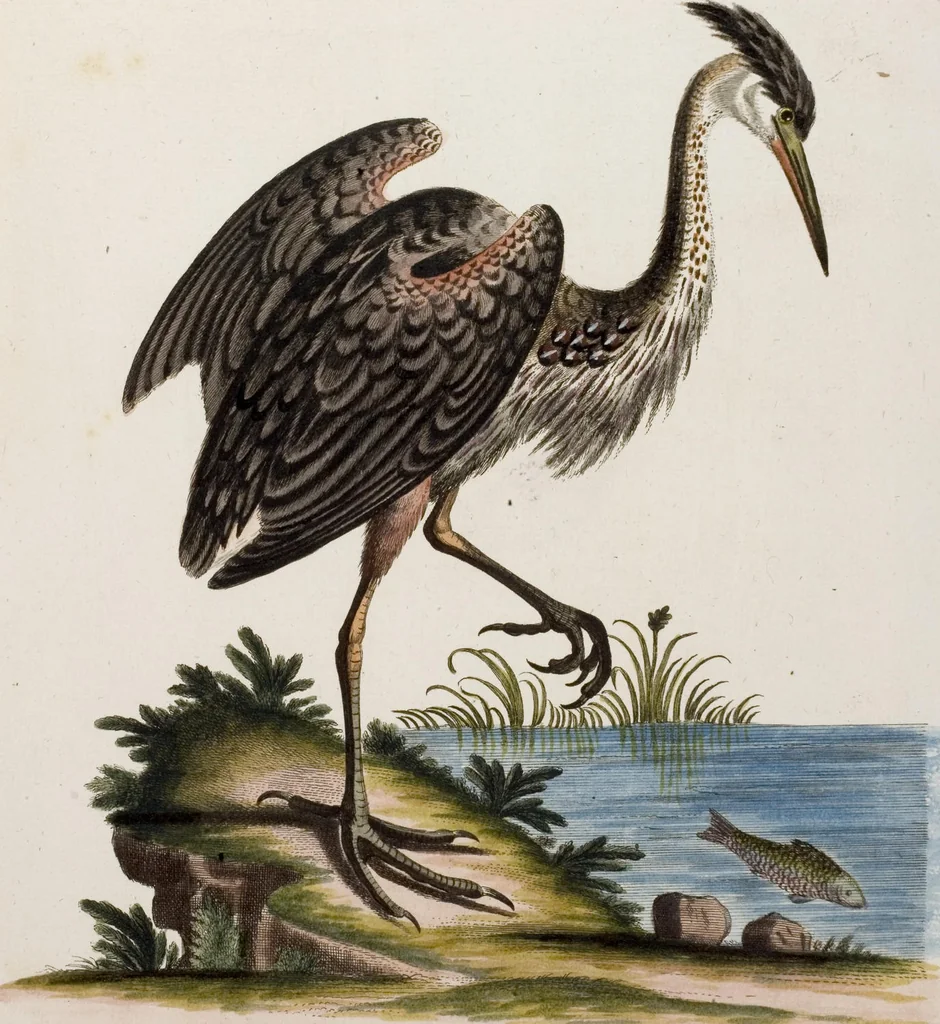 An illustration from (Band 5), 1759, leaf 64