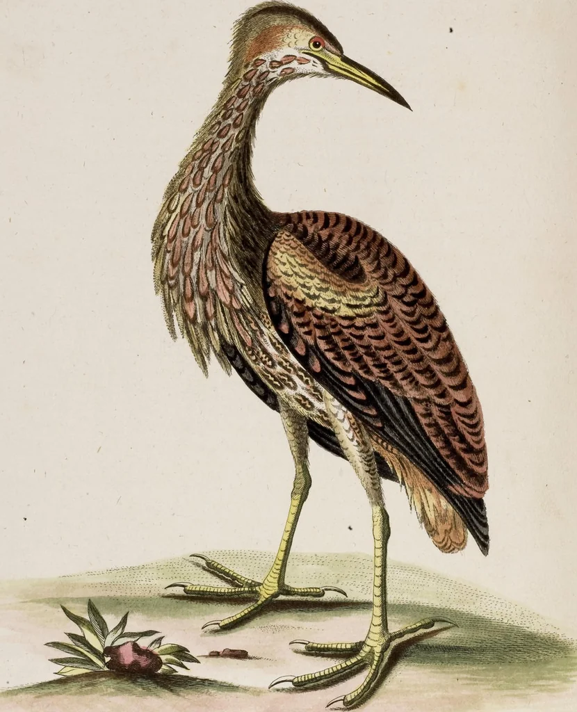 An illustration from (Band 5), 1759, leaf 65