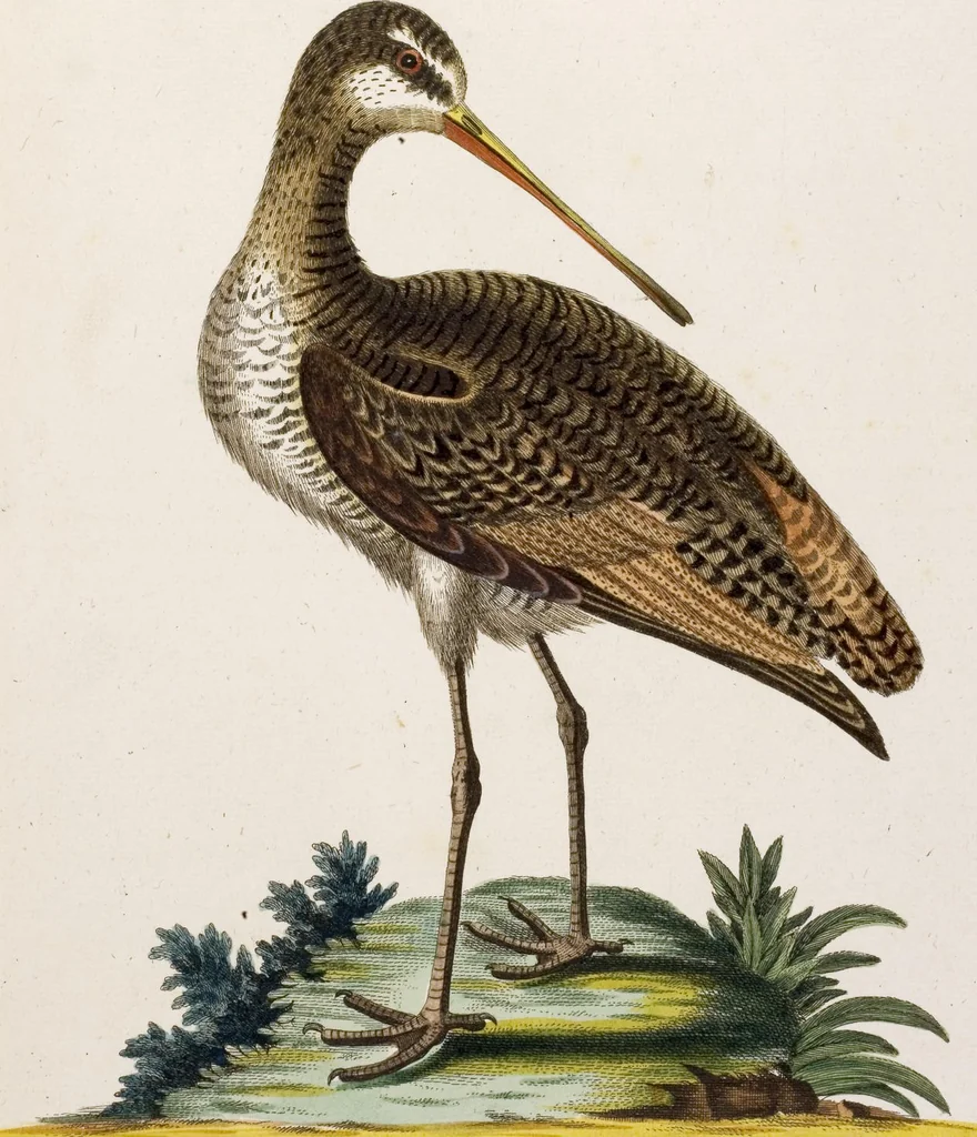 An illustration from (Band 5), 1759, leaf 68