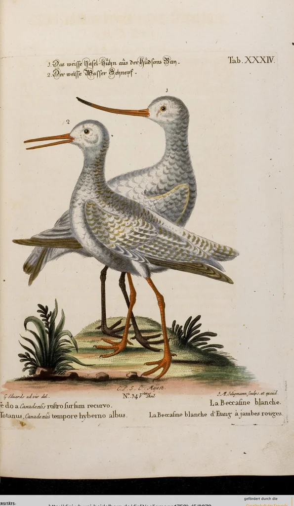 An illustration from (Band 5), 1759, leaf 72