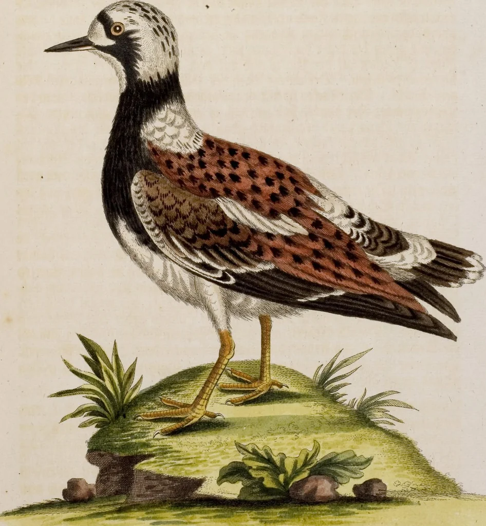 An illustration from (Band 5), 1759, leaf 76