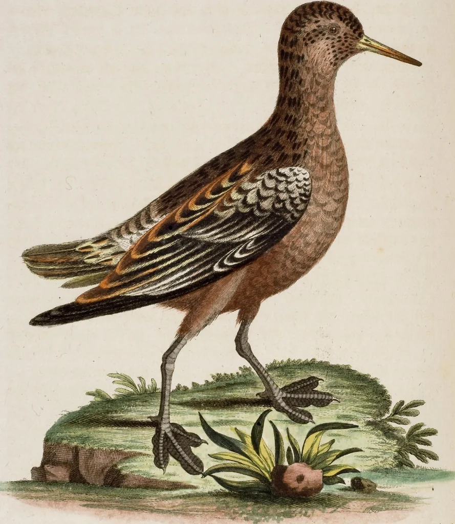 An illustration from (Band 5), 1759, leaf 77