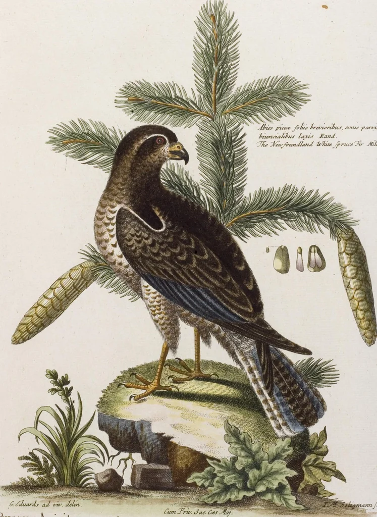 An illustration from (Band 5), 1759, leaf 8
