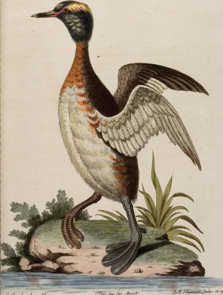An illustration from (Band 5), 1759, leaf 84