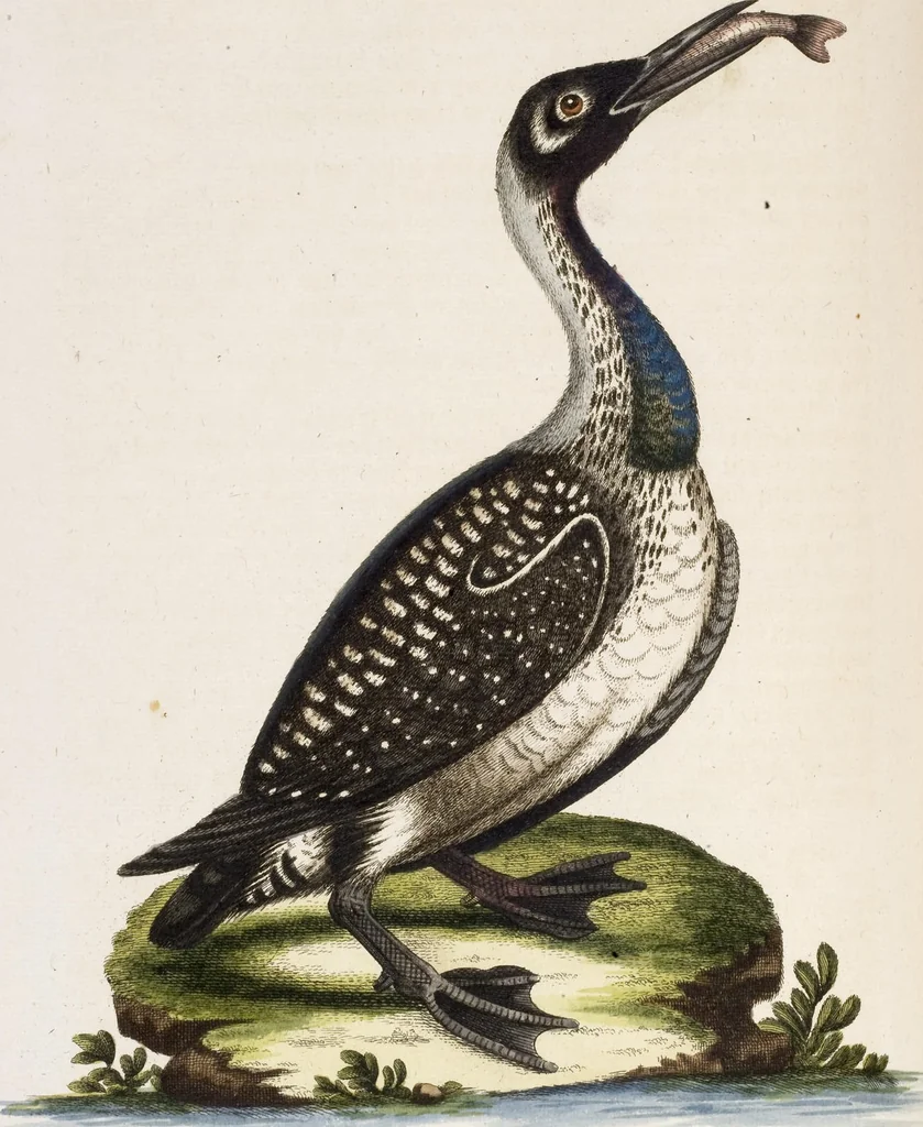 An illustration from (Band 5), 1759, leaf 85