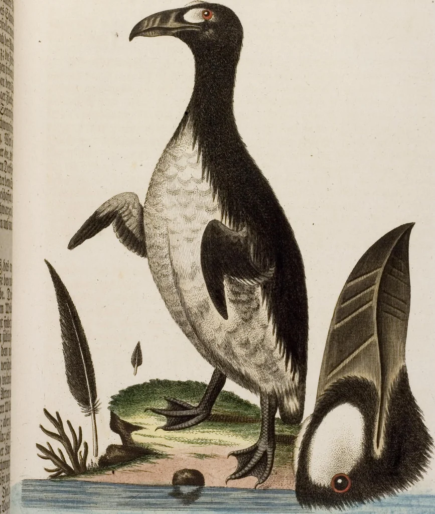 An illustration from (Band 5), 1759, leaf 88