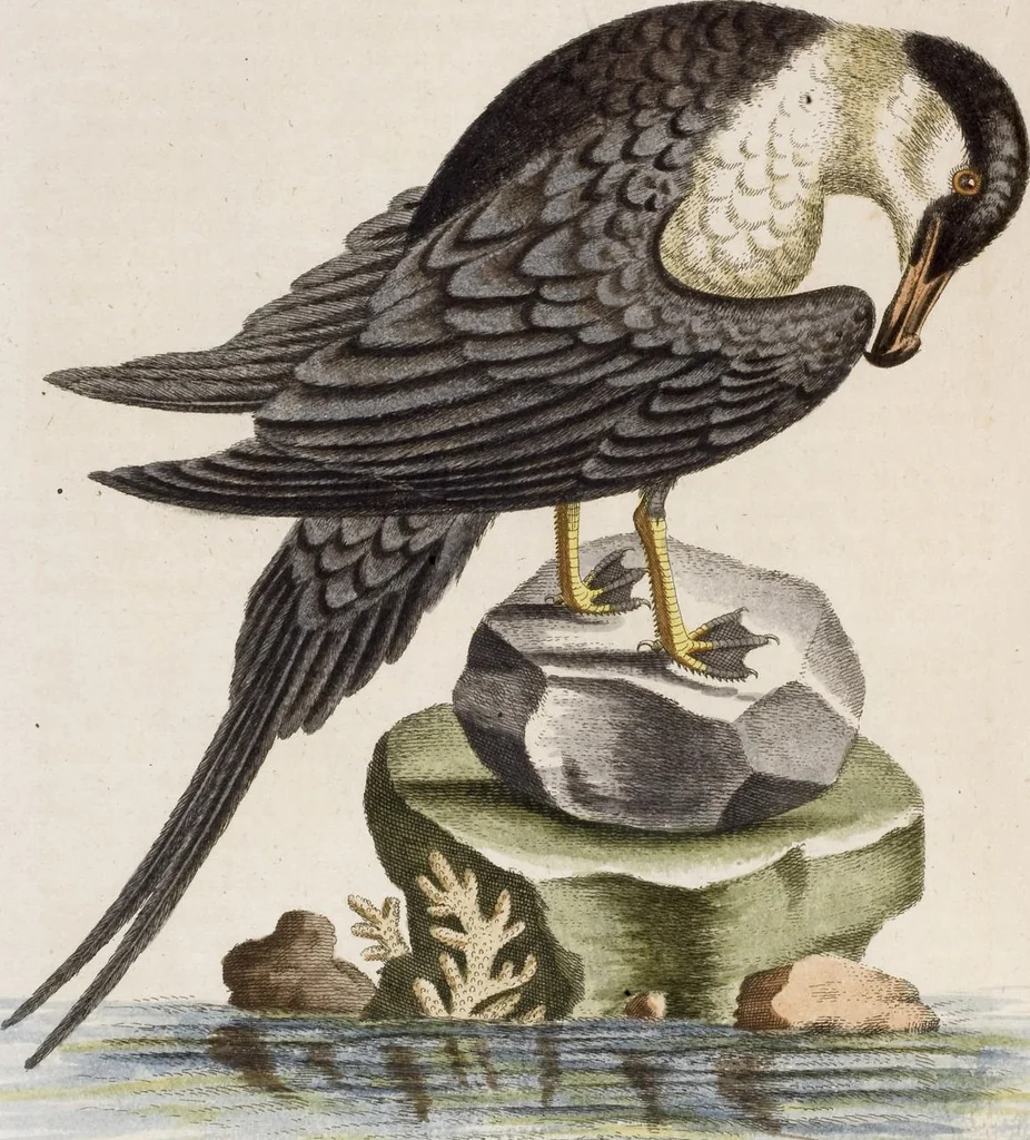 An illustration from (Band 5), 1759, leaf 89