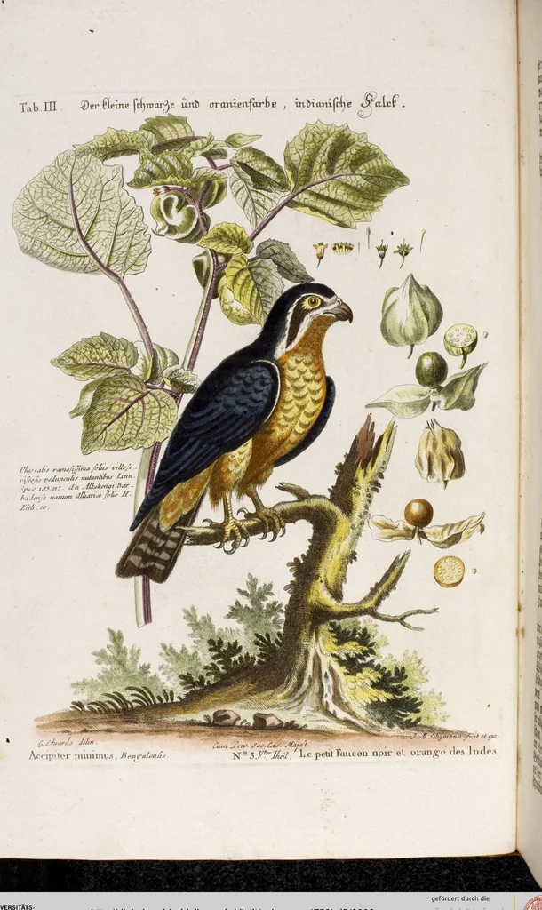An illustration from (Band 5), 1759, leaf 9