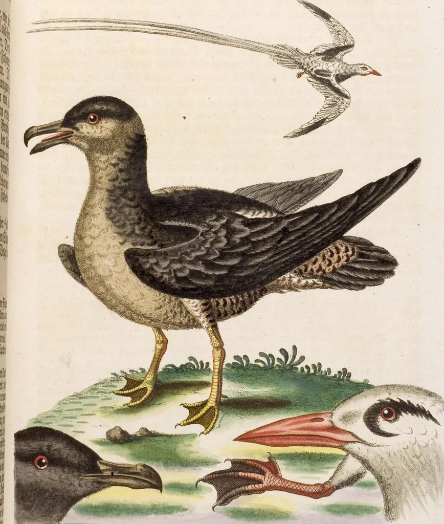 An illustration from (Band 5), 1759, leaf 92
