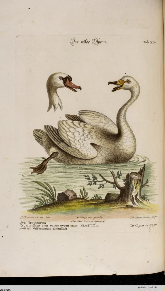 An illustration from (Band 5), 1759, leaf 93