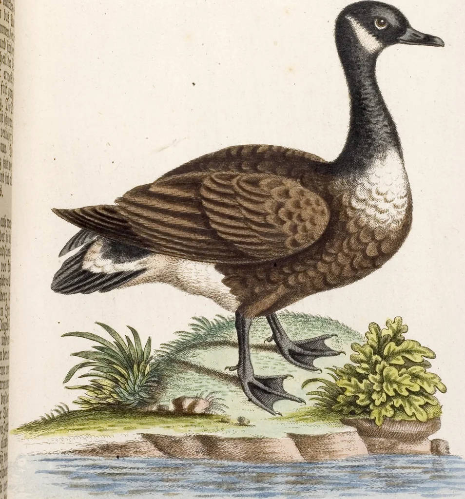 An illustration from (Band 5), 1759, leaf 96