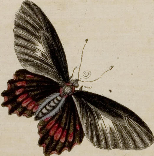 An illustration from (Band 6), 1764, leaf 102