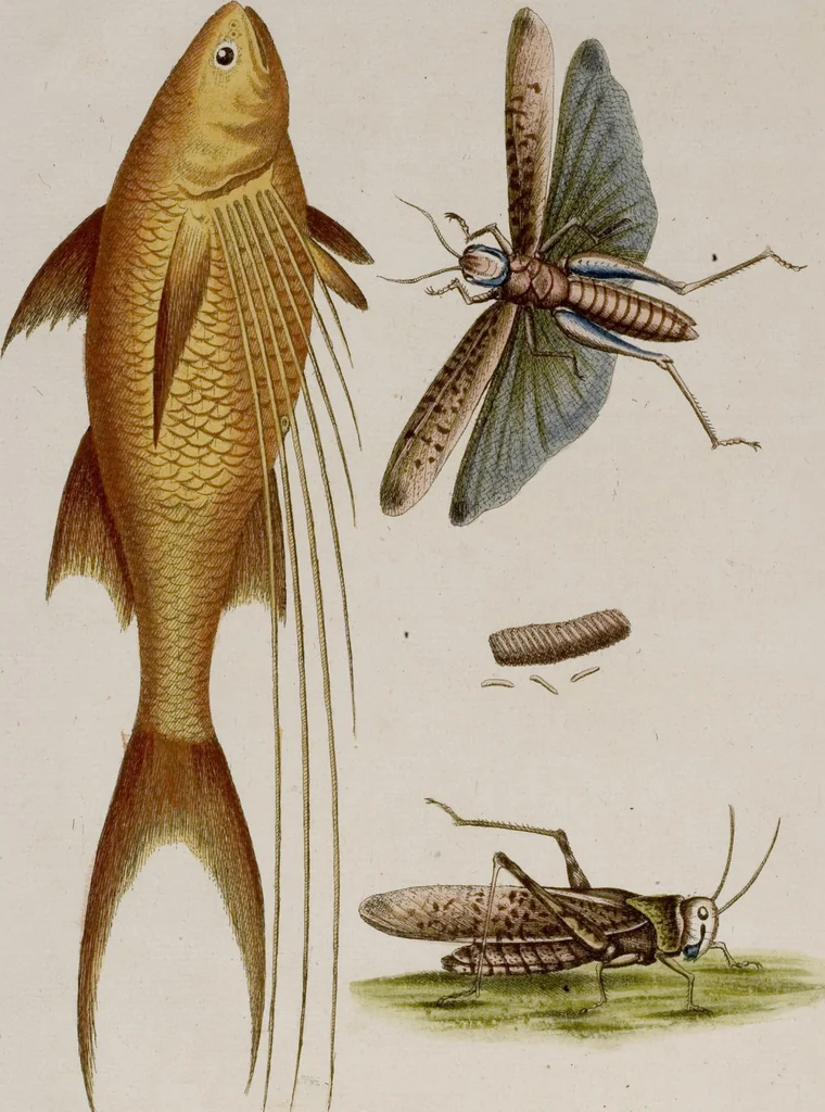 An illustration from (Band 6), 1764, leaf 103