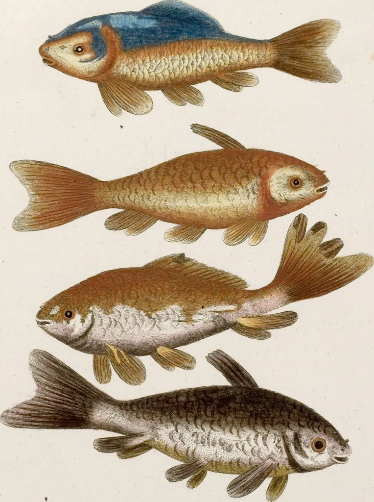 An illustration from (Band 6), 1764, leaf 106