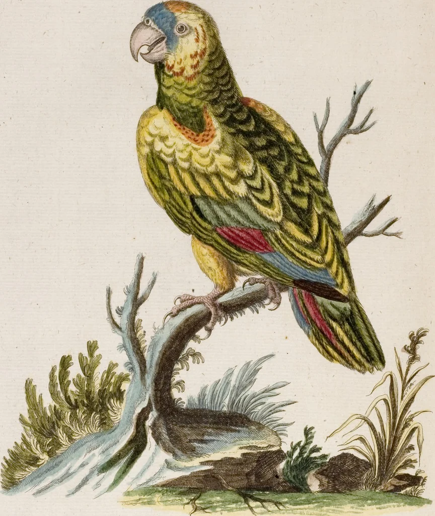 An illustration from (Band 6), 1764, leaf 11