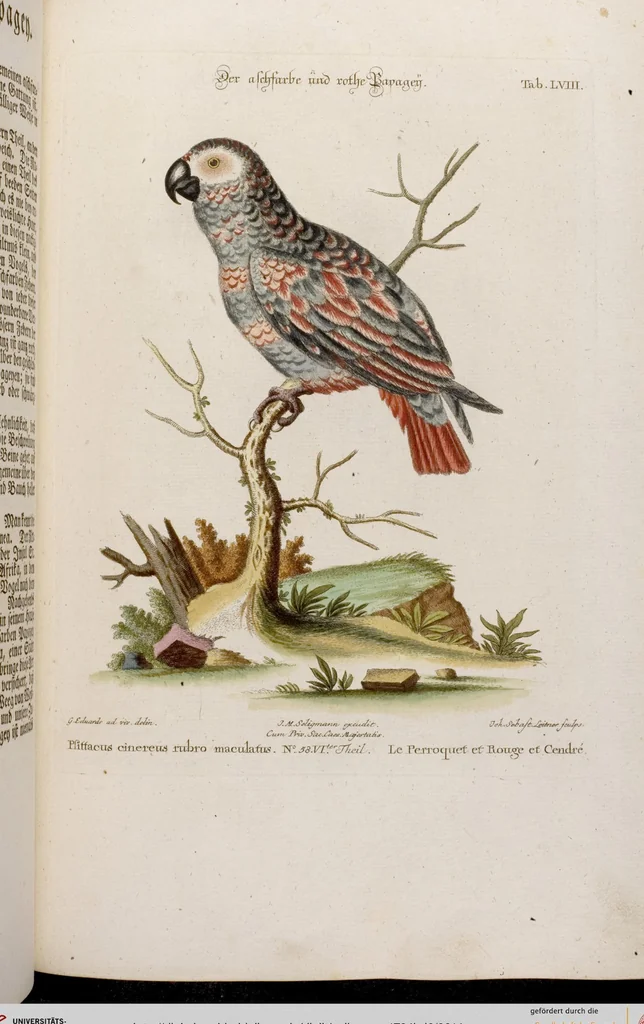 An illustration from (Band 6), 1764, leaf 14