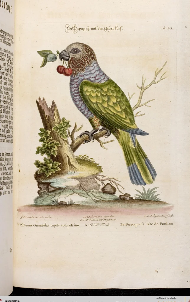 An illustration from (Band 6), 1764, leaf 18