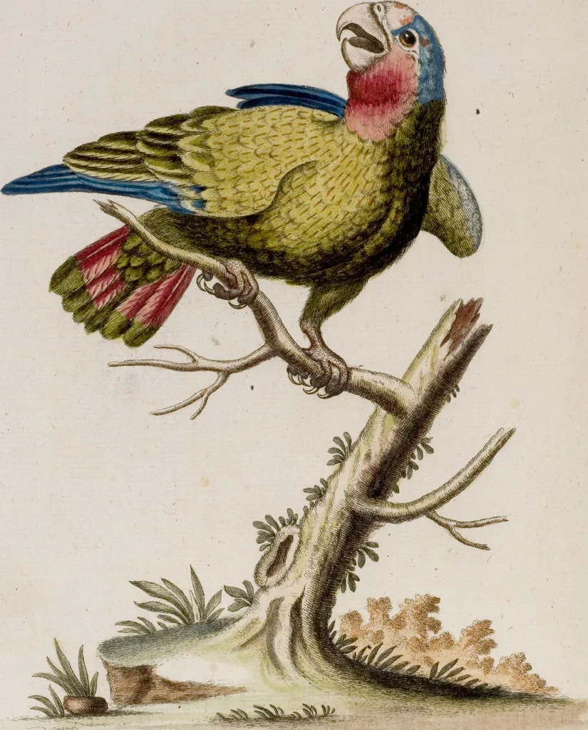 An illustration from (Band 6), 1764, leaf 19