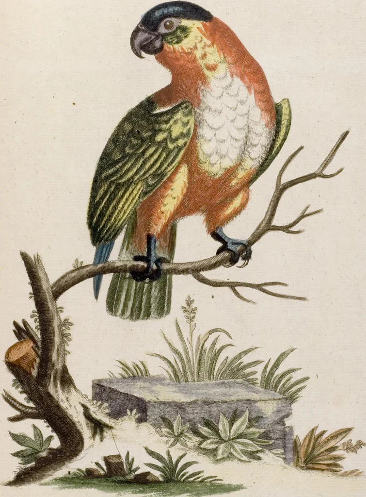 An illustration from (Band 6), 1764, leaf 26