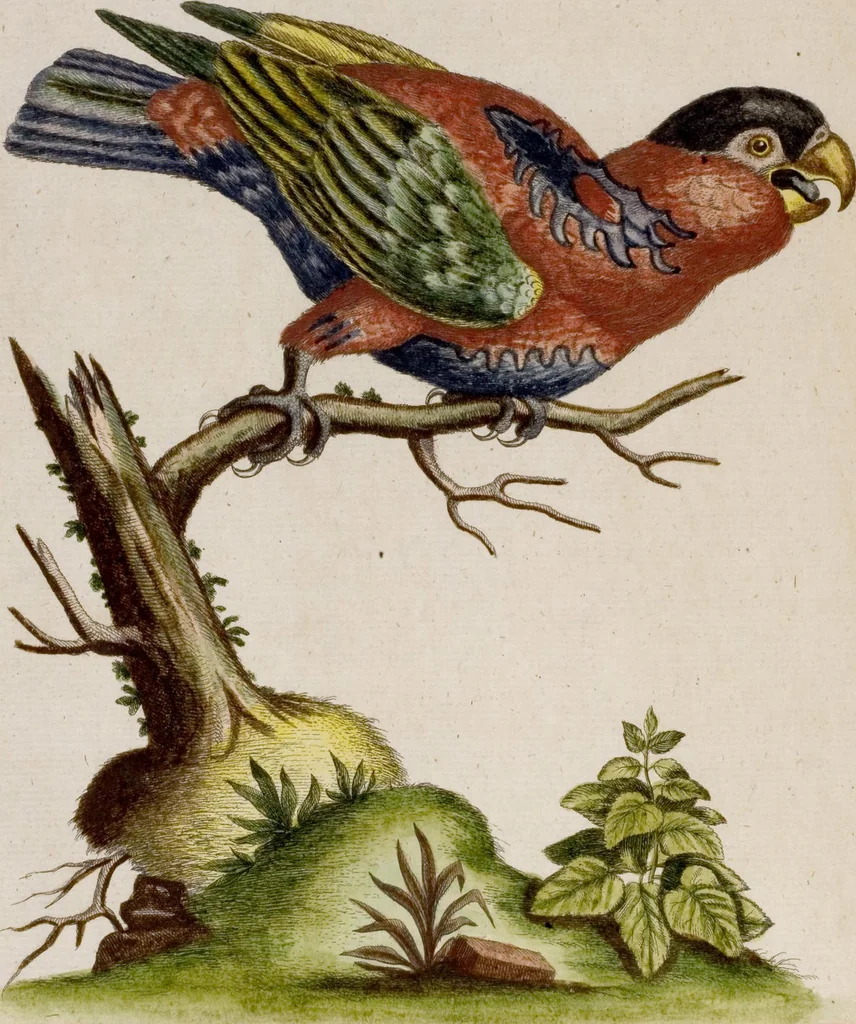 An illustration from (Band 6), 1764, leaf 27