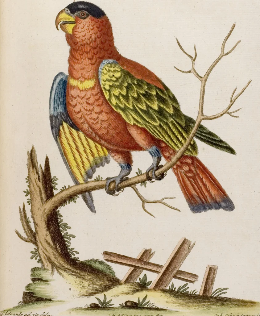 An illustration from (Band 6), 1764, leaf 30