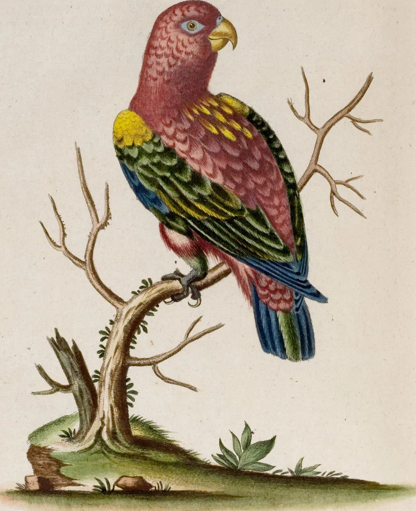 An illustration from (Band 6), 1764, leaf 31