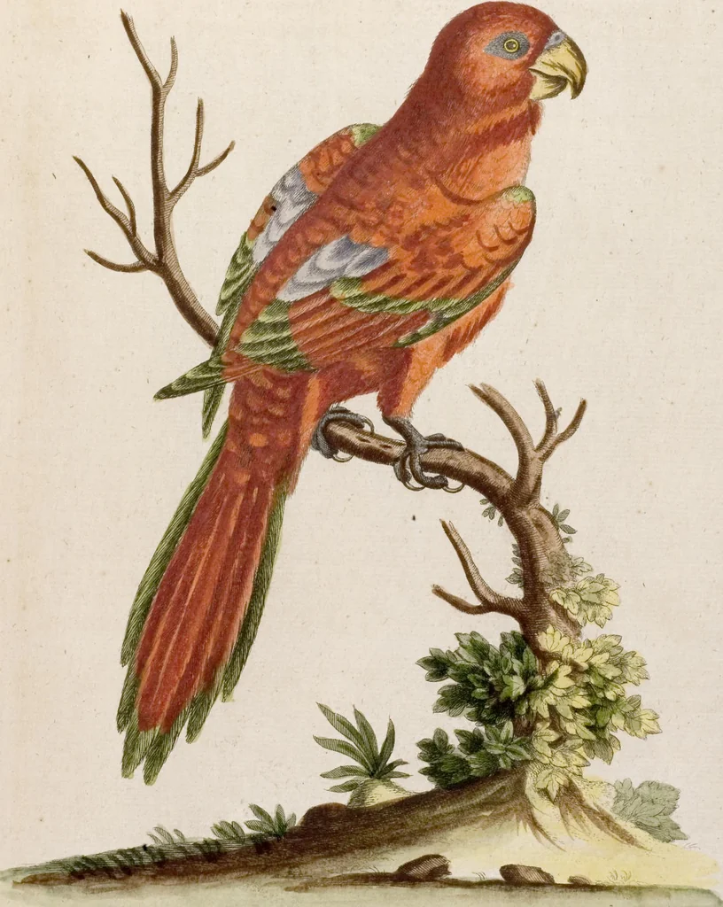 An illustration from (Band 6), 1764, leaf 34