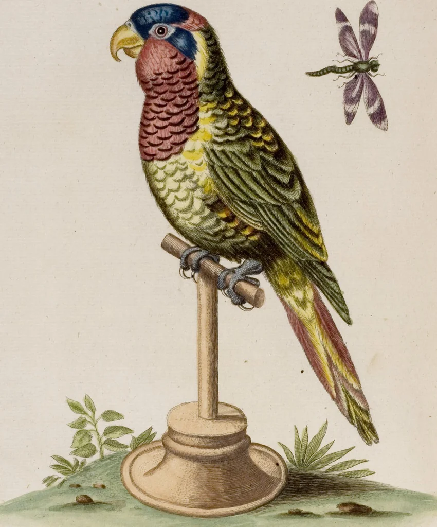An illustration from (Band 6), 1764, leaf 35