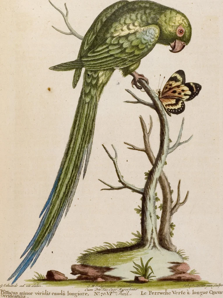 An illustration from (Band 6), 1764, leaf 38