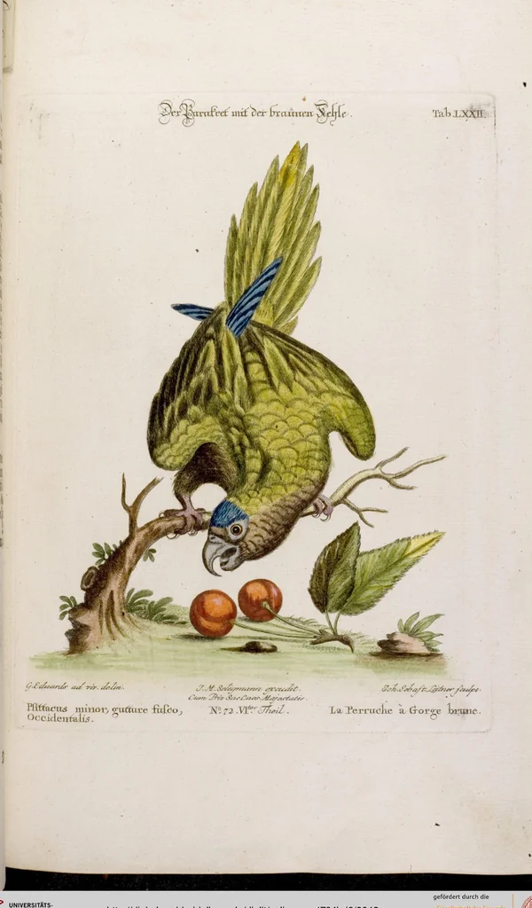 An illustration from (Band 6), 1764, leaf 42