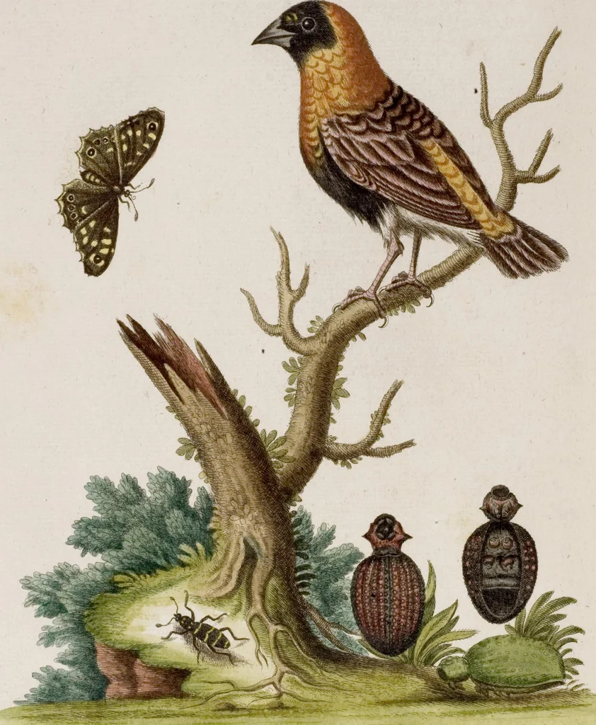 An illustration from (Band 6), 1764, leaf 43