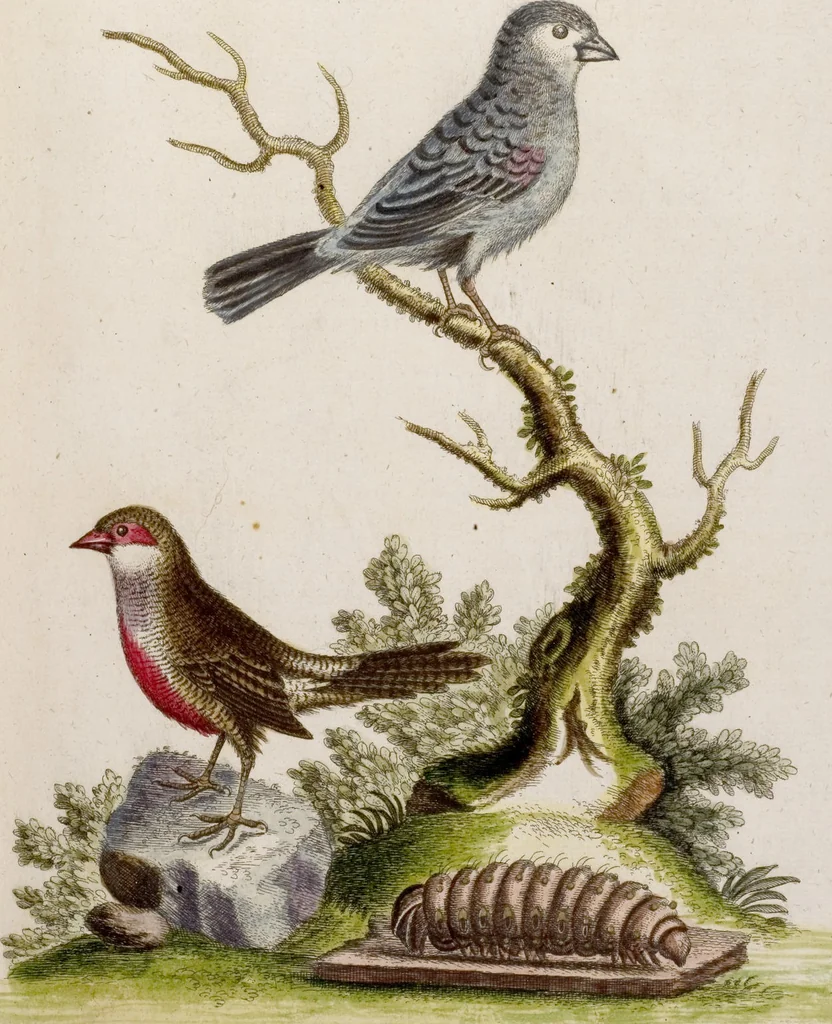 An illustration from (Band 6), 1764, leaf 46