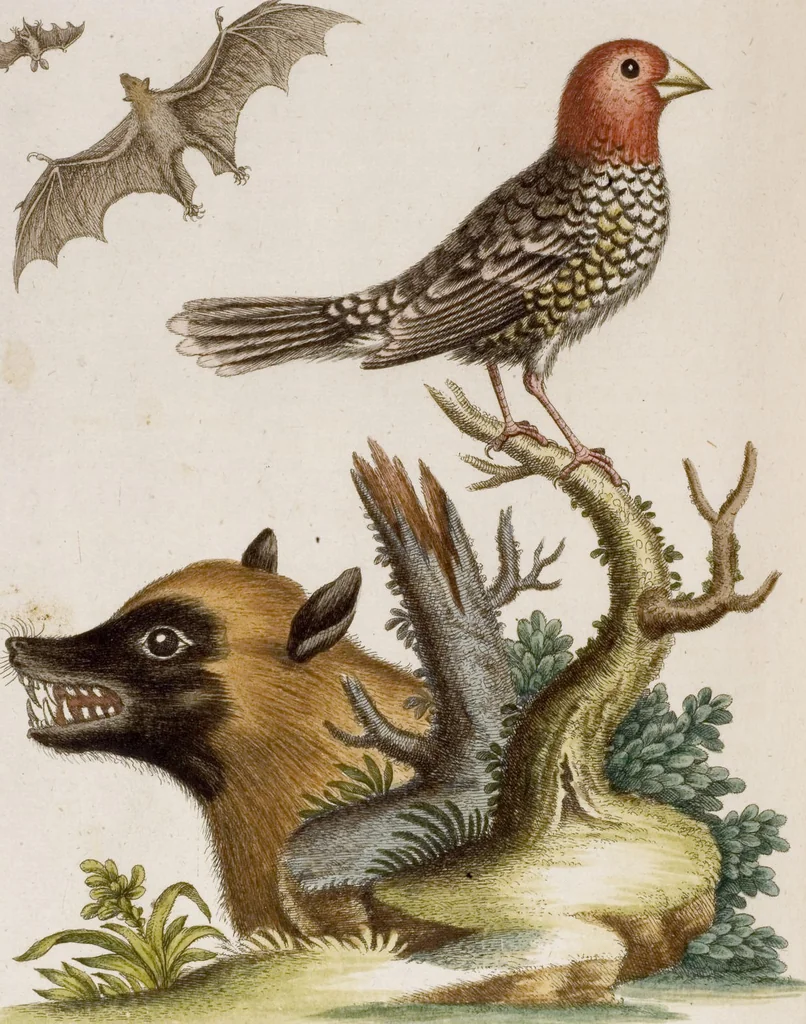 An illustration from (Band 6), 1764, leaf 47