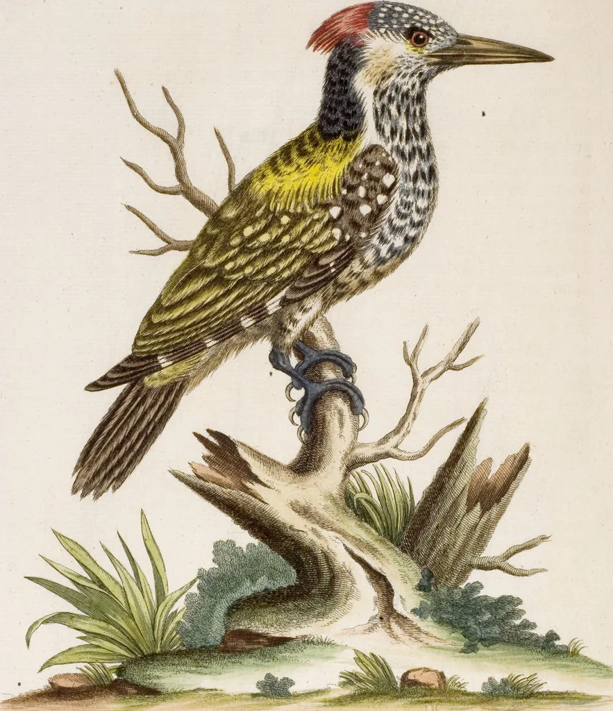 An illustration from (Band 6), 1764, leaf 51