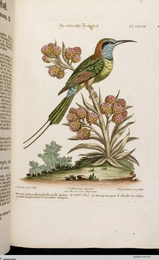 An illustration from (Band 6), 1764, leaf 54