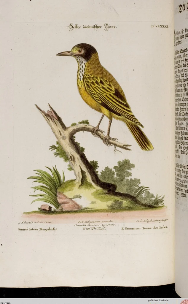 An illustration from (Band 6), 1764, leaf 59
