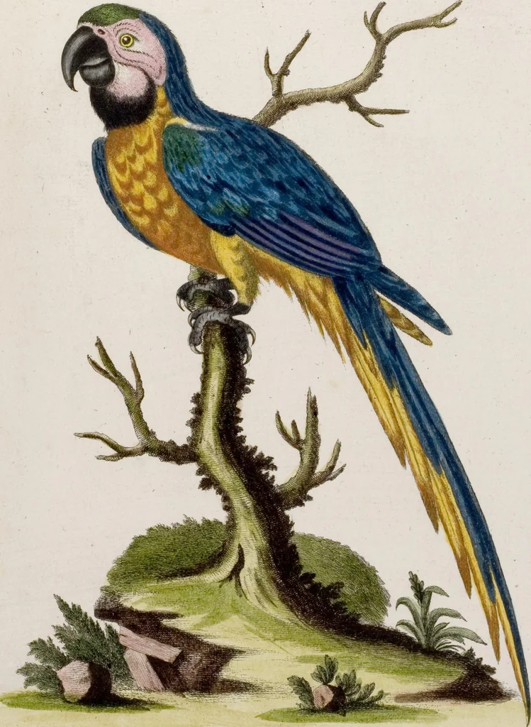 An illustration from (Band 6), 1764, leaf 6