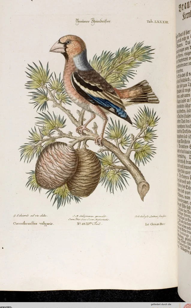 An illustration from (Band 6), 1764, leaf 63
