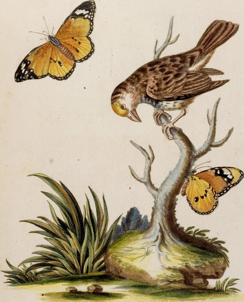 An illustration from (Band 6), 1764, leaf 66