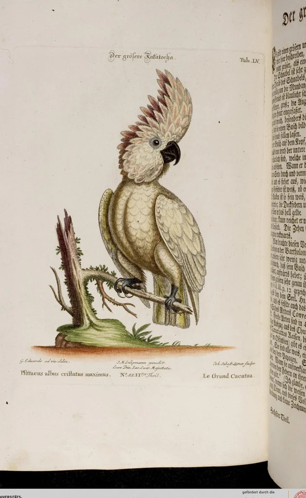 An illustration from (Band 6), 1764, leaf 7