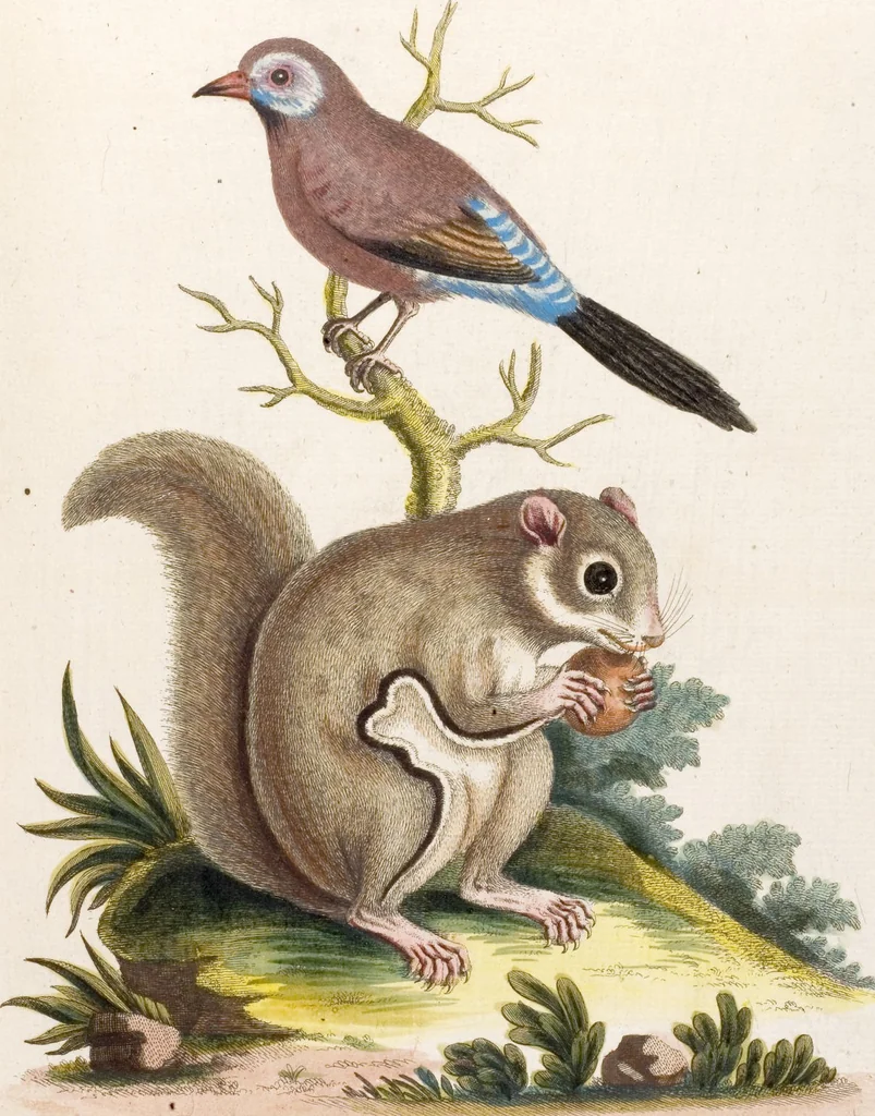 An illustration from (Band 6), 1764, leaf 70