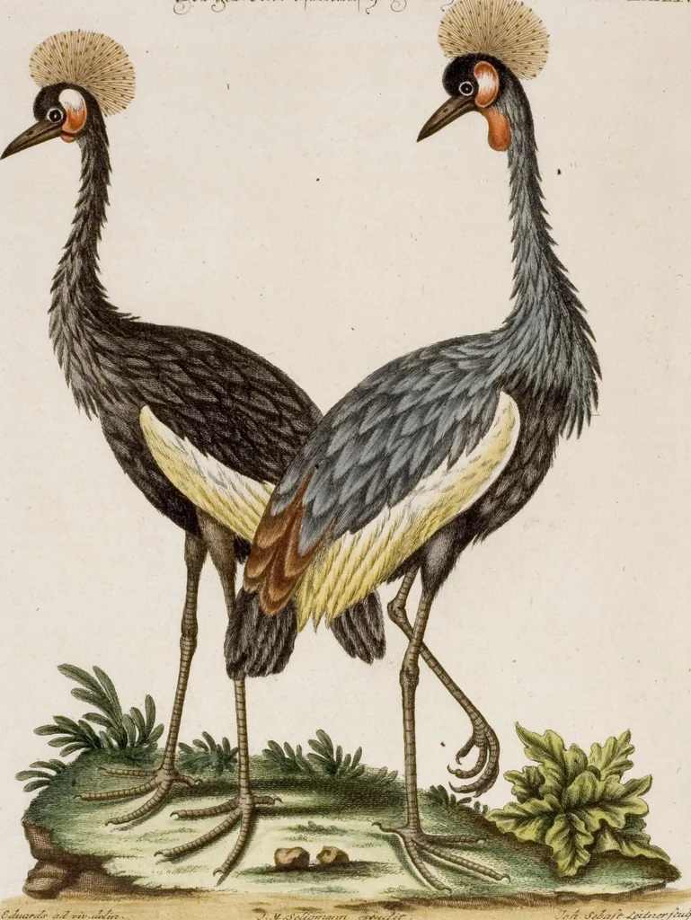 An illustration from (Band 6), 1764, leaf 71