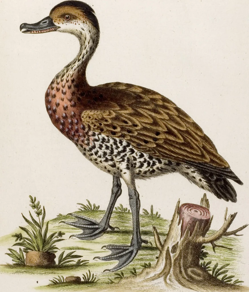 An illustration from (Band 6), 1764, leaf 74