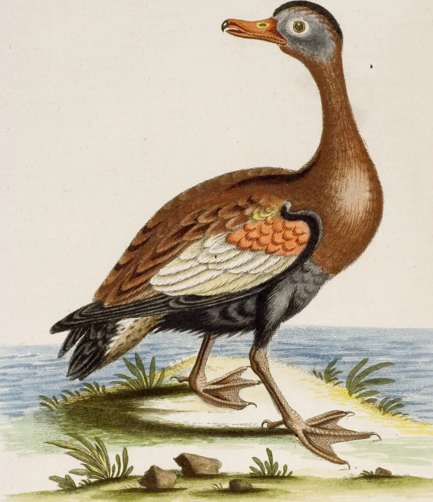 An illustration from (Band 6), 1764, leaf 75